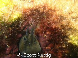 Tidepool Blenny.   Was difficult to get him framed up bet... by Scott Rettig 